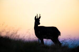 Серна Серна