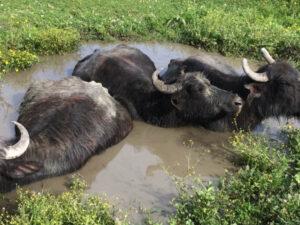 Абхазские буйволы Абхазские буйволы