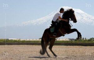 Арцахский скакун Арцахский скакун