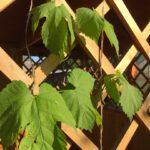 Хмель у беседки