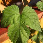 Хмель у беседки