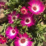 Мезембриантемум хрустальный