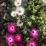 Мезембриантемум хрустальный