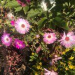 Мезембриантемум хрустальный