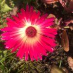 Мезембриантемум хрустальный