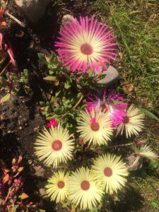 Мезембриантемум хрустальный Мезембриантемум хрустальный