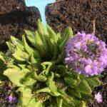 Мой ботанический сад