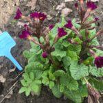 Мой ботанический сад