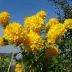 «Золотые шары» - рудбекия рассеченная