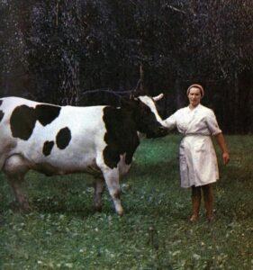 Доярка Клавдия Михайловна Соколова и корова Тайна Доярка Клавдия Михайловна Соколова и корова Тайна