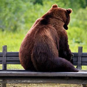 Медведь Медведь