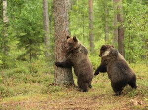 Медведи Медведи