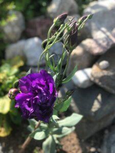 Эустома Эустома