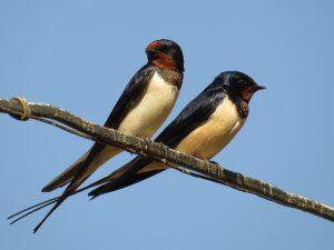 Ласточки Ласточки