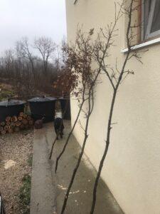 Ветки дуба Ветки дуба