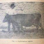 Красный горбатовский скот, книга