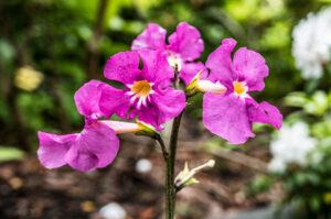 Цветы Цветы