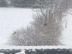 Снег в апреле Снег в апреле