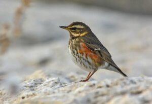 Дрозд Дрозд