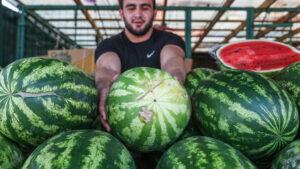 Арбуз на рынке Арбуз на рынке