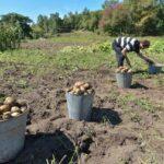 Выкапывания картошки