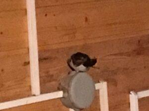 Гнездо ласточек Гнездо ласточек