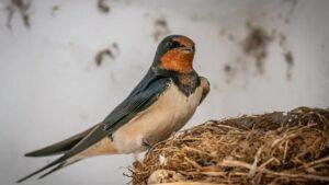 Ласточка Ласточка, гнездо
