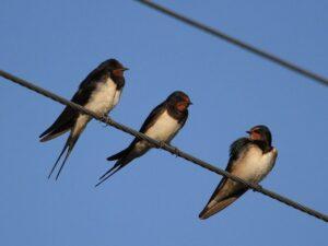Ласточки на проводах Ласточки на проводах
