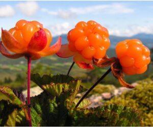 Морошка Морошка